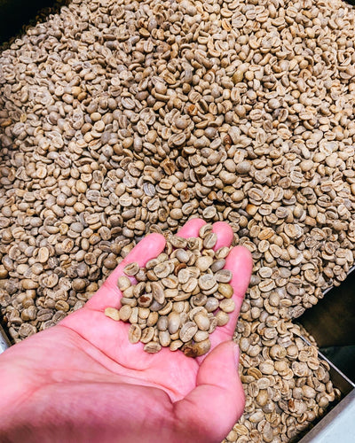 Exploring the World of Direct Trade Coffee: A Journey from Farm to Cup ☕
